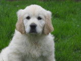 Des chiots Golden Retrievers LOF à réserver