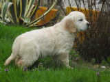 Des chiots Golden Retrievers LOF à réserver