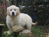 Des chiots Golden Retrievers LOF à réserver