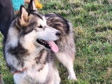 Chienne Malamute d’Alaska de 2 ans à vendre