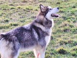 Chienne Malamute d’Alaska de 2 ans à vendre