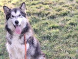 Chienne Malamute d’Alaska de 2 ans à vendre