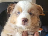 3 chiots Bergers Américains Miniatures LOF disponibles