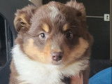 3 chiots Bergers Américains Miniatures LOF disponibles