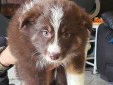 3 chiots Bergers Américains Miniatures LOF disponibles