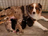 3 chiots Bergers Américains Miniatures LOF disponibles