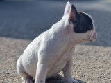 2 chiots Bouledogues Français LOF à vendre