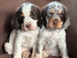 2 chiots Cockers Anglais mâles tricolores LOF disponibles
