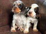 2 chiots Cockers Anglais mâles tricolores LOF disponibles