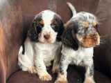 2 chiots Cockers Anglais mâles tricolores LOF disponibles
