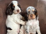 2 chiots Cockers Anglais mâles tricolores LOF disponibles