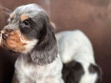 2 chiots Cockers Anglais mâles tricolores LOF disponibles