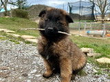 Des chiots Tervuerens fauve charbonné LOF à vendre