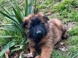 Des chiots Tervuerens fauve charbonné LOF à vendre