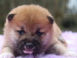 3 chiots Shiba Inus roux LOF à réserver