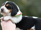 8 chiots mâles Basset Hounds LOF à réserver