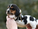 8 chiots mâles Basset Hounds LOF à réserver