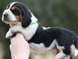 8 chiots mâles Basset Hounds LOF à réserver
