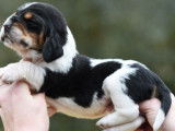 8 chiots mâles Basset Hounds LOF à réserver