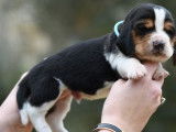8 chiots mâles Basset Hounds LOF à réserver