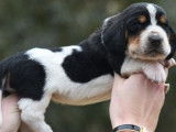 8 chiots mâles Basset Hounds LOF à réserver