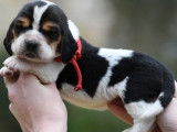 8 chiots mâles Basset Hounds LOF à réserver