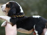 8 chiots mâles Basset Hounds LOF à réserver