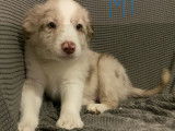 Red merle
