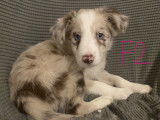 Red merle