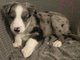 blue merle