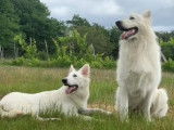 Chiots Berger Blanc Suisse LOF