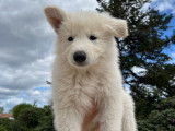 Chiots Berger Blanc Suisse LOF