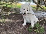 Chiots Berger Blanc Suisse LOF