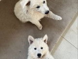 Chiots Berger Blanc Suisse LOF