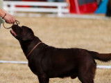 Mâle Labrador chocolat disponible pour saille