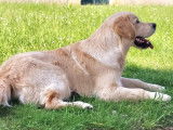 Mâle Golden Retriever LOF et confirmé disponible pour saillie