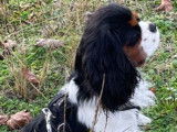 Très beau mâle Cavalier King Charles disponible pour saillie