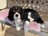 Très beau mâle Cavalier King Charles disponible pour saillie