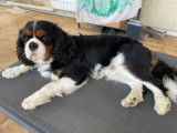 Très beau mâle Cavalier King Charles disponible pour saillie