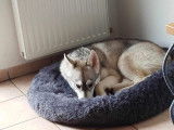 Chienne Husky Sibérien à donner