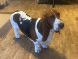 Mâle Basset Hound disponible pour saillie