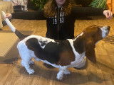 Mâle Basset Hound disponible pour saillie