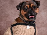 Mâle Puggle disponible pour saillie