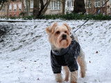Bobo, mâle Yorkshire Terrier disponible pour saillie
