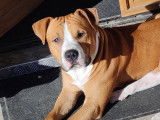 Mâle American Staffordshire Terrier disponible pour saillie