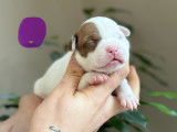 Chiots American Bully à vendre