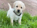 Un chiot Labrador Retriever LOF mâle couleur sable à réserver