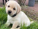 Un chiot Labrador Retriever LOF mâle couleur sable à réserver