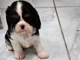À réserver : un chiot femelle Cavalier King Charles LOF