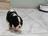 À réserver : un chiot femelle Cavalier King Charles LOF